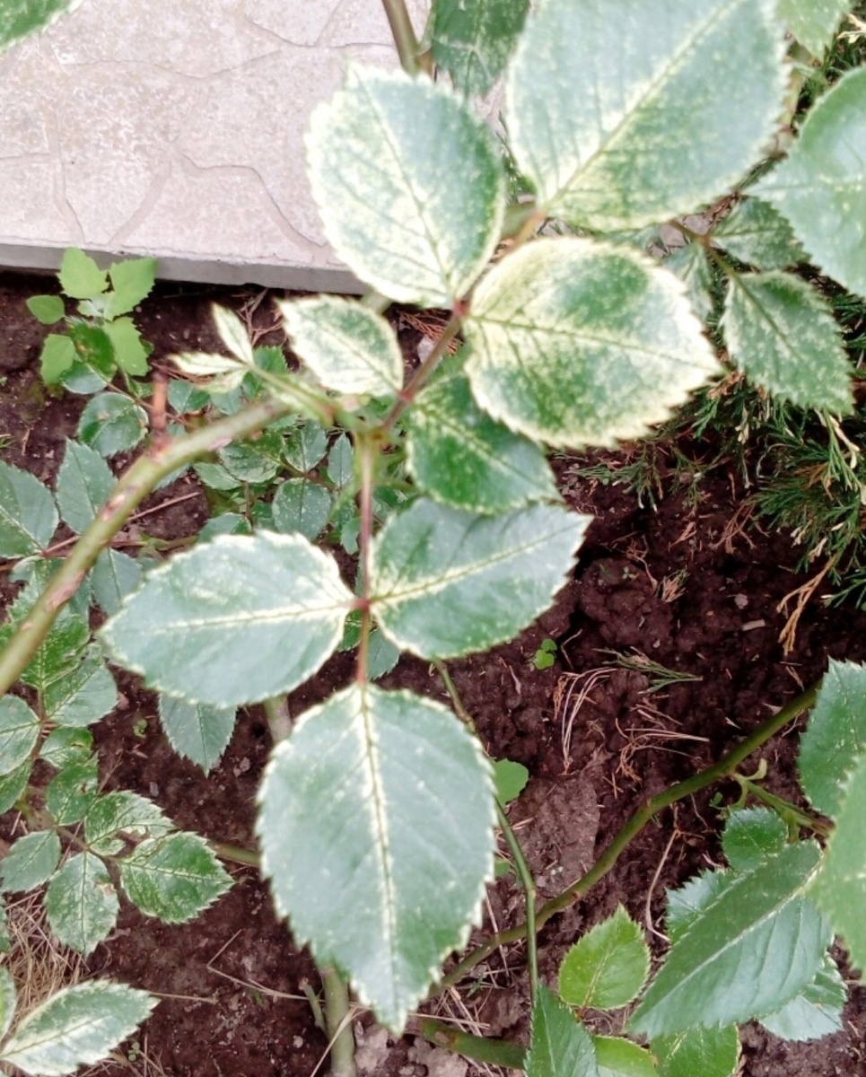 Роза нуждается в железе.