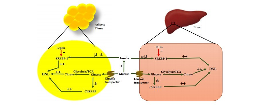 De novo lipogenesis