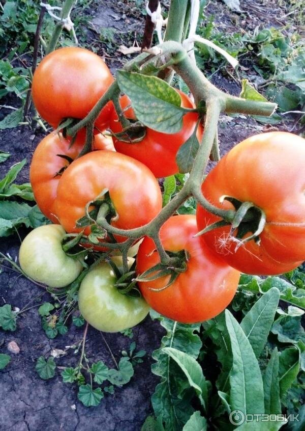 Ля ля фа томат описание. Томат ля-ля-фа f1. Сорт помидор ля ля фа. Помидоры ла скала f1.