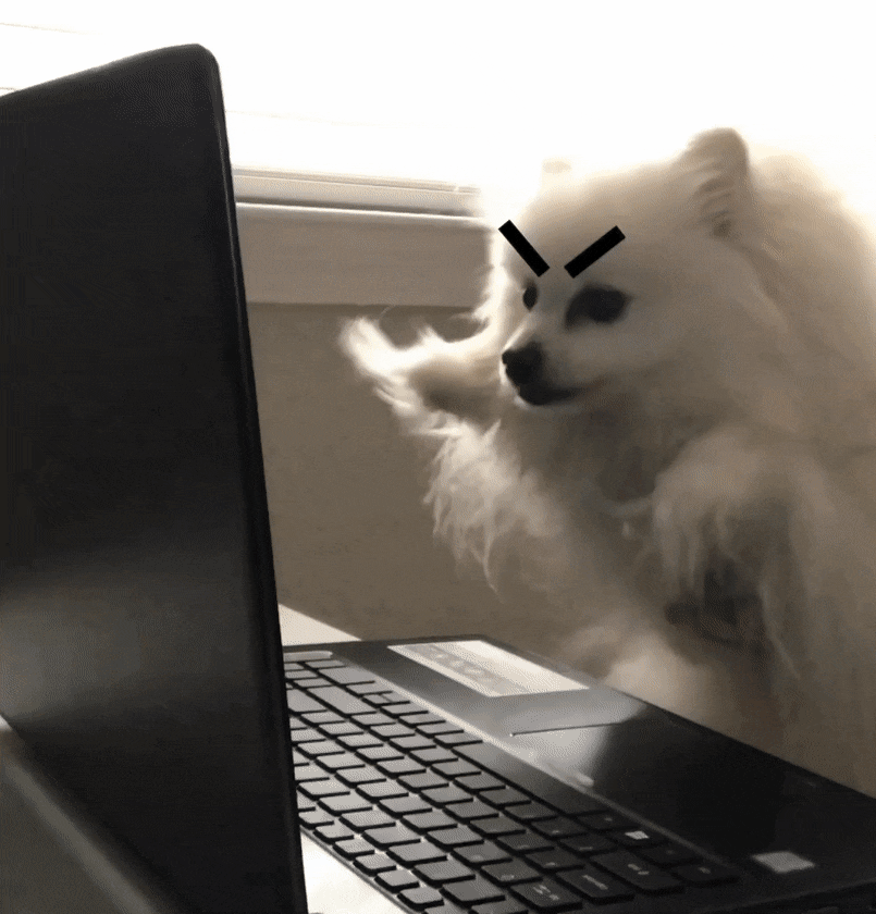 Собачка за компьютером. Животные и компьютер. Собака за компьютером гиф. Котик за ноутом.