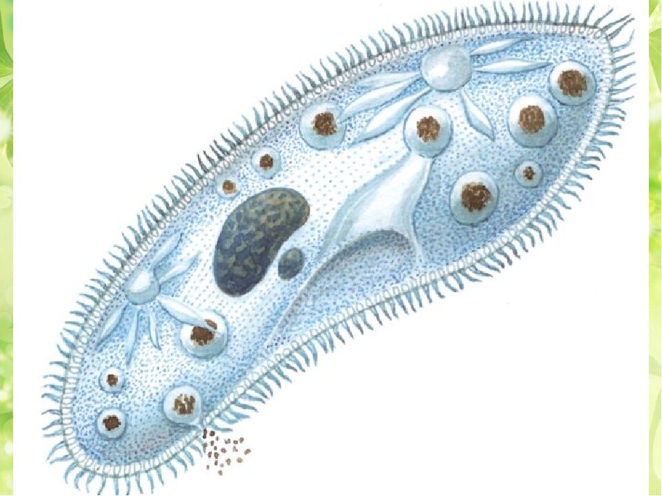Рисунок инфузории туфельки. ПАРАМЕЦИЯ это инфузория туфелька. Инфузория Homalozoon. Инфузории Paramecium caudatum. Одноклеточные организмы инфузория туфелька.