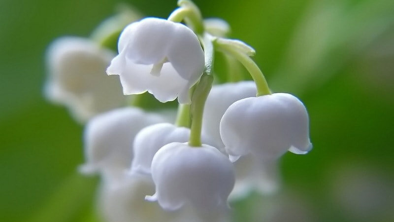 
Так же как волчеягодник, ландыш может выглядеть красивым и безвредным, но он также очень ядовит. Конечно, один или два колоколообразных цветка растения не причинят серьезного вреда, особенно взрослым. Но попадание ландыша в организм в больших количествах, вызывает боль во рту, тошноту, рвоту, судороги и диарею. Люди с болезнями сердца должны быть особенно осторожными, так как токсины, содержащиеся в ландыше, замедляют биение сердца и вызывают аритмию.