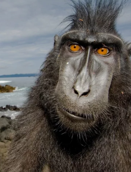 Простите глупую обезьяну. Я больше так не буду!