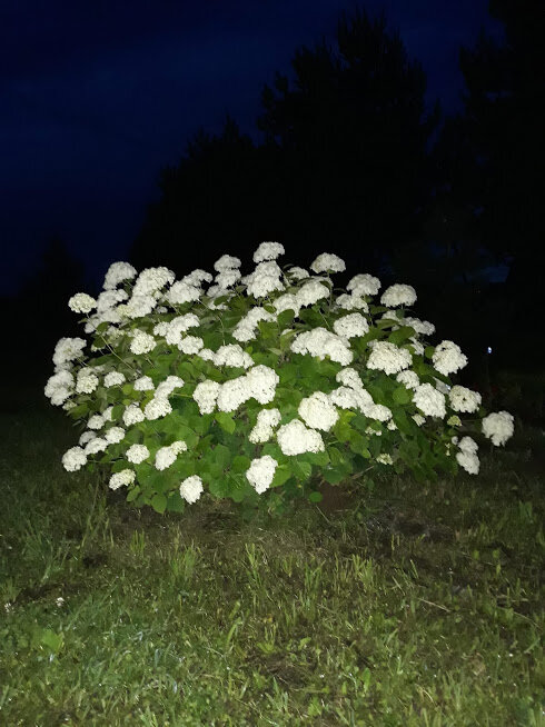 Этот куст гортензии мне подарила Анна Степановна. Вот что значит с душой выращен.