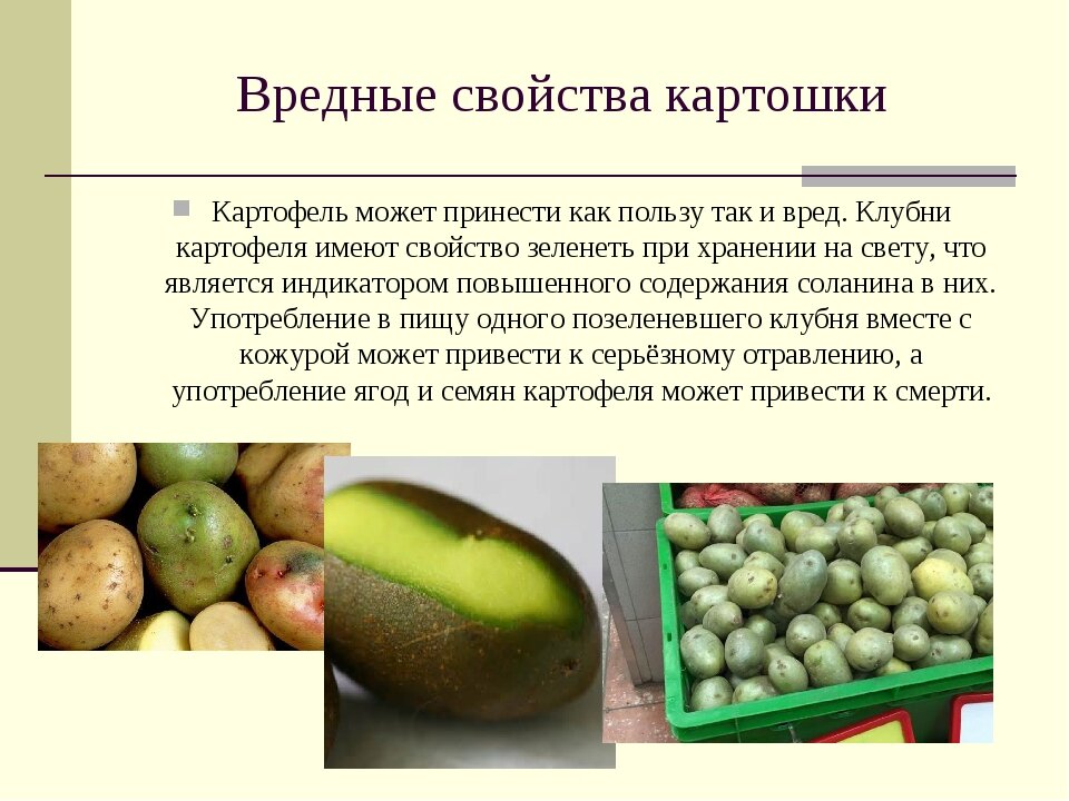 Токсин, о котором ты не догадывался(-лась)! Узнай, почему нельзя есть зеленую картошку