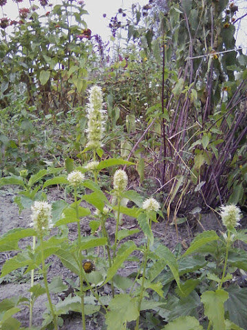 Лофант тибетский.