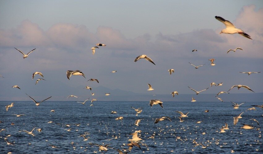 Фото: pixabay.com