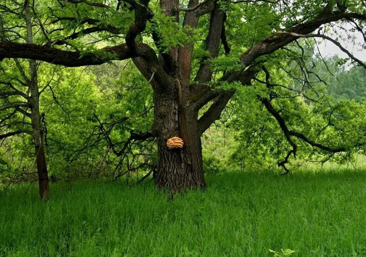 Лес где дерево на дереве стоит. Дуб черешчатый Волгоград Горная Поляна. Дуб черешчатый в лесу. Дубовая роща Москва. Дубовая роща Дубки.
