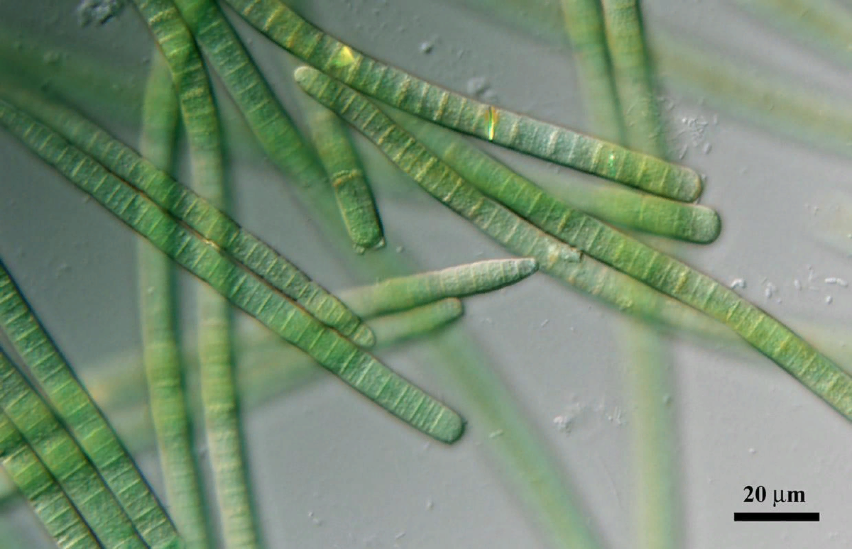 Термофильные водоросли Формидиум