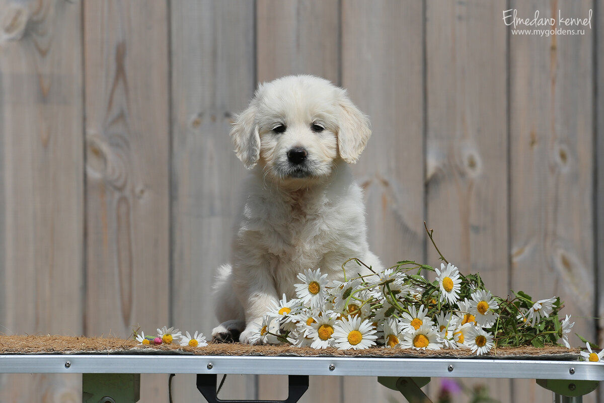 На фото Эльмедано Дженифер, наш щенок золотистого ретривера в 7 недель.