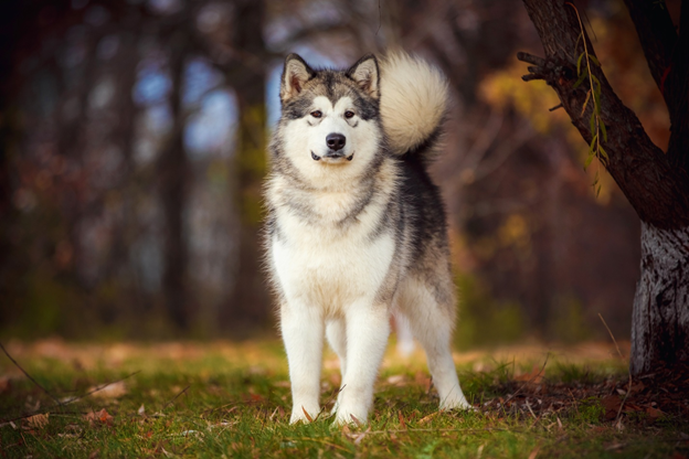 Хотя есть очевидные различия между собаками и волками,  у них все-таки имеются и общие черты. Представляем подборку пород собак, которые внешне похожи на волков.-2