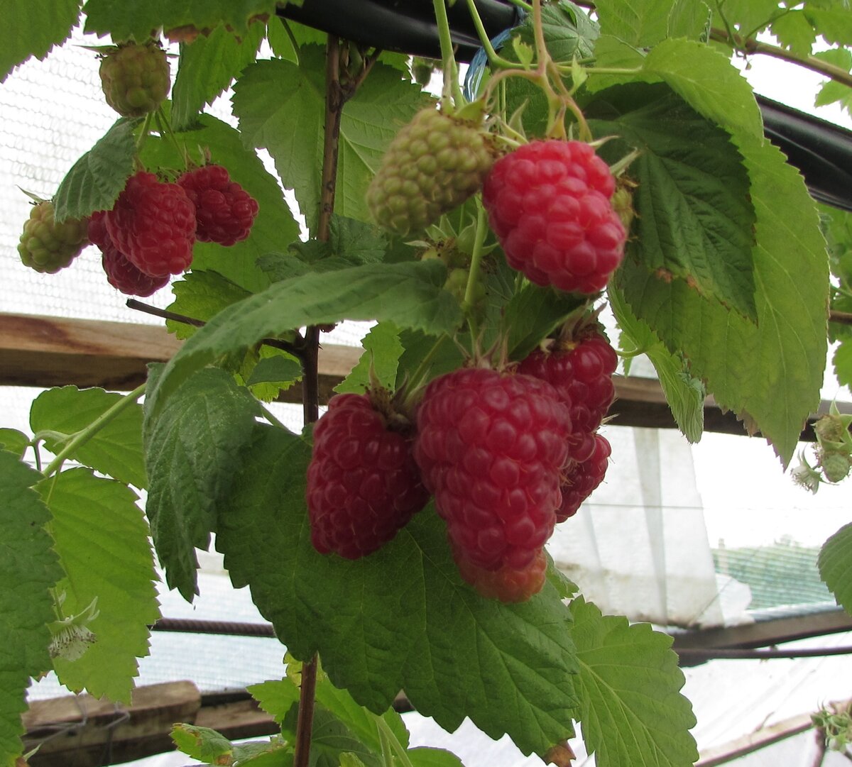 фото из открытых источников