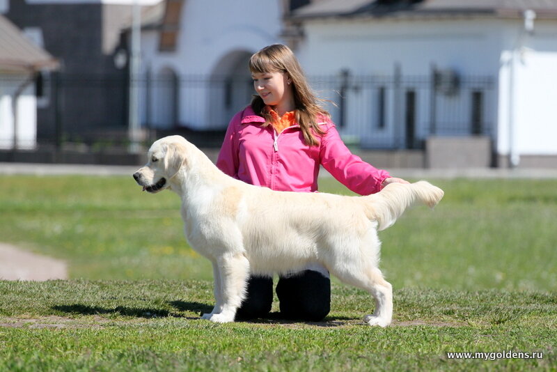 Золотистый ретривер Kildespring Lady Gaga "Эмили" в 7 месяцев http://mygoldens.ru/