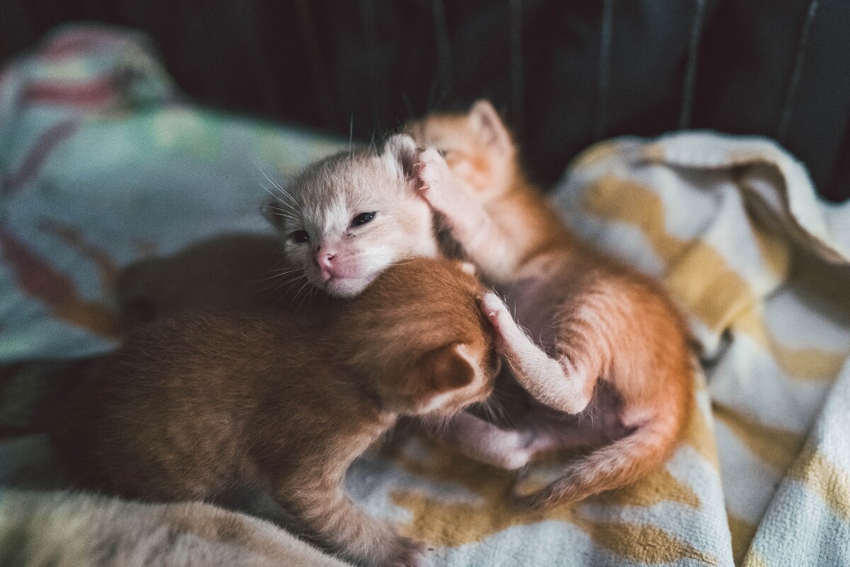 К чему снятся котята маленькие. К чему снится котёнок и котёнок. Кошка рожает котят во сне. К чему снятся котята маленькие и кошка.