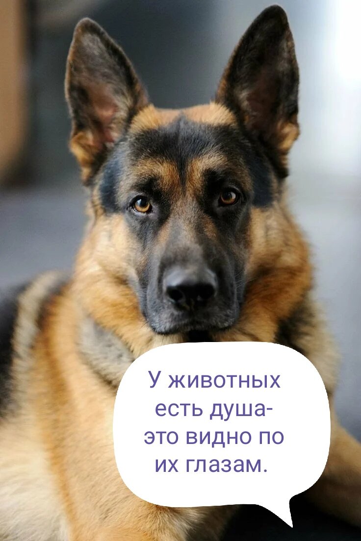 И даже у животных