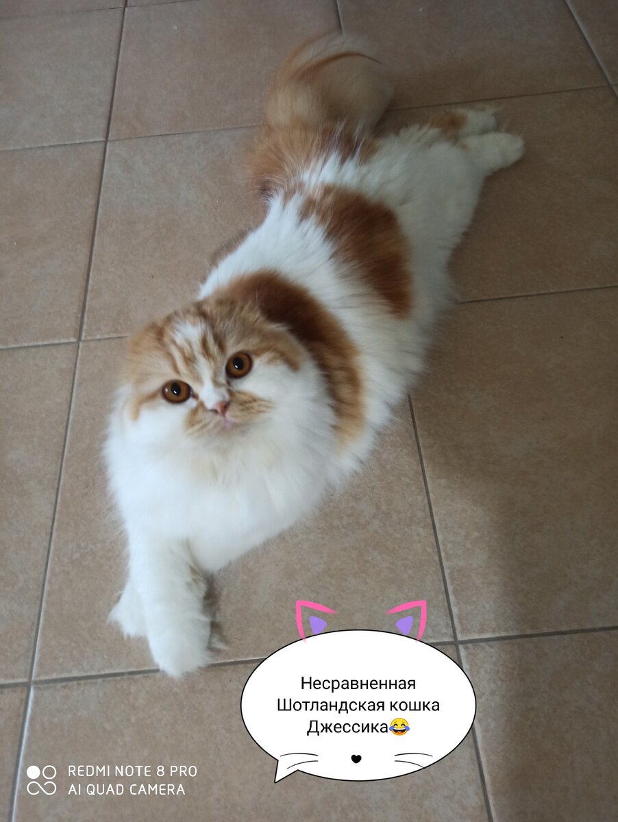 Фото снято и оформлено лично автором канала КотоСобака. 