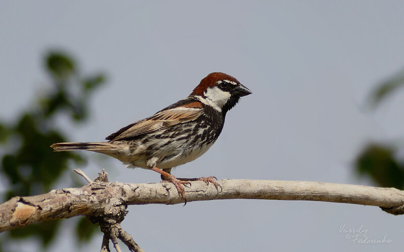 Испанский воробей.