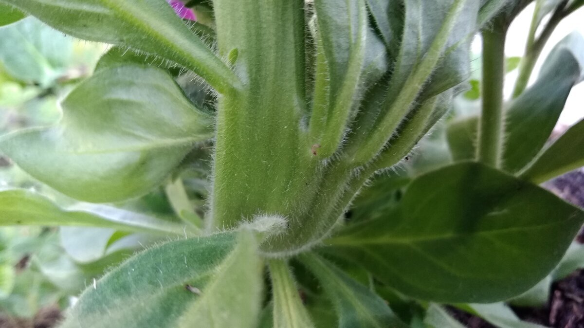 Фасциированный стебель у петунии, выросшей у меня в прошлом году. Сама петуния, кстати, выглядела неплохо.