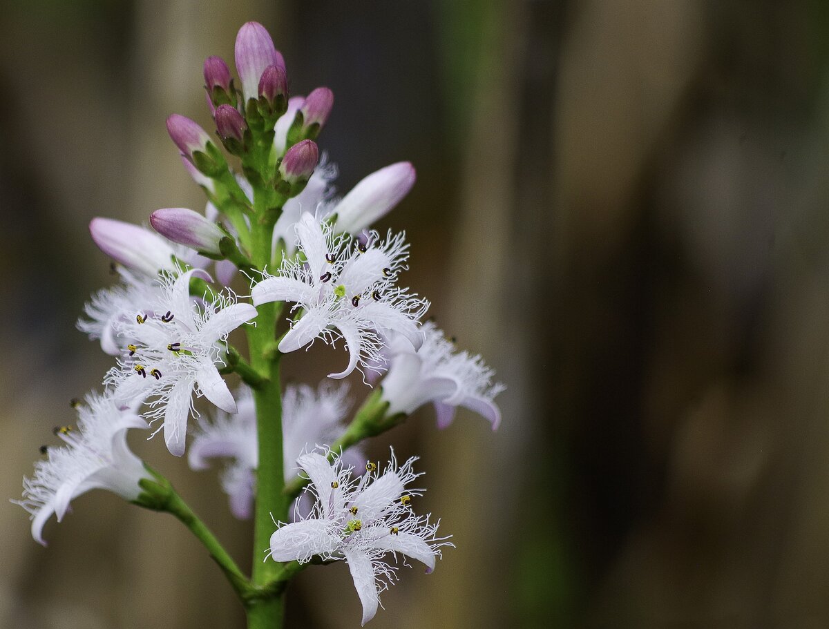 Изображение Michaela Wenzler с сайта Pixabay 