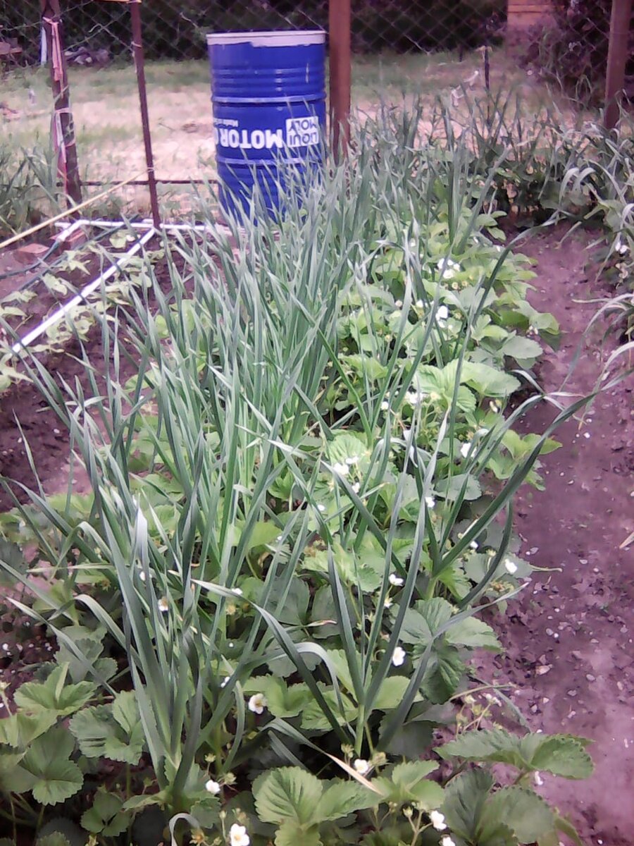 Собственное фото. Клубника на компактно грядке. Поздний сорт.