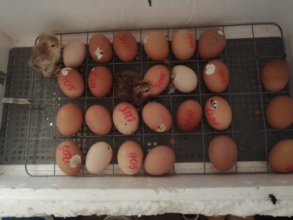 Яйца в инкубатор каким концом