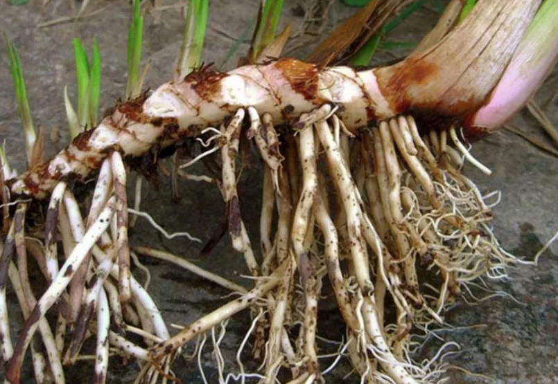Корневище аира.