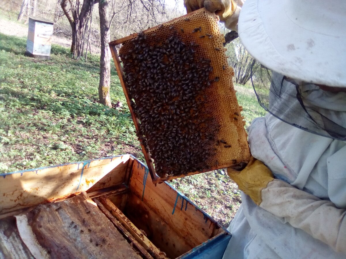 Отводок пчел простой способ. Отводки пчел. Роевой метод пчеловодства. Отводок. Расширение гнезда пчел весной.