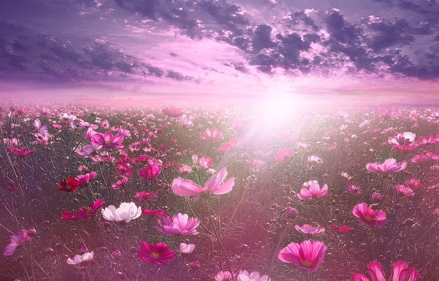 Pixabay License Бесплатно для коммерческого использования
Указание авторства не требуется