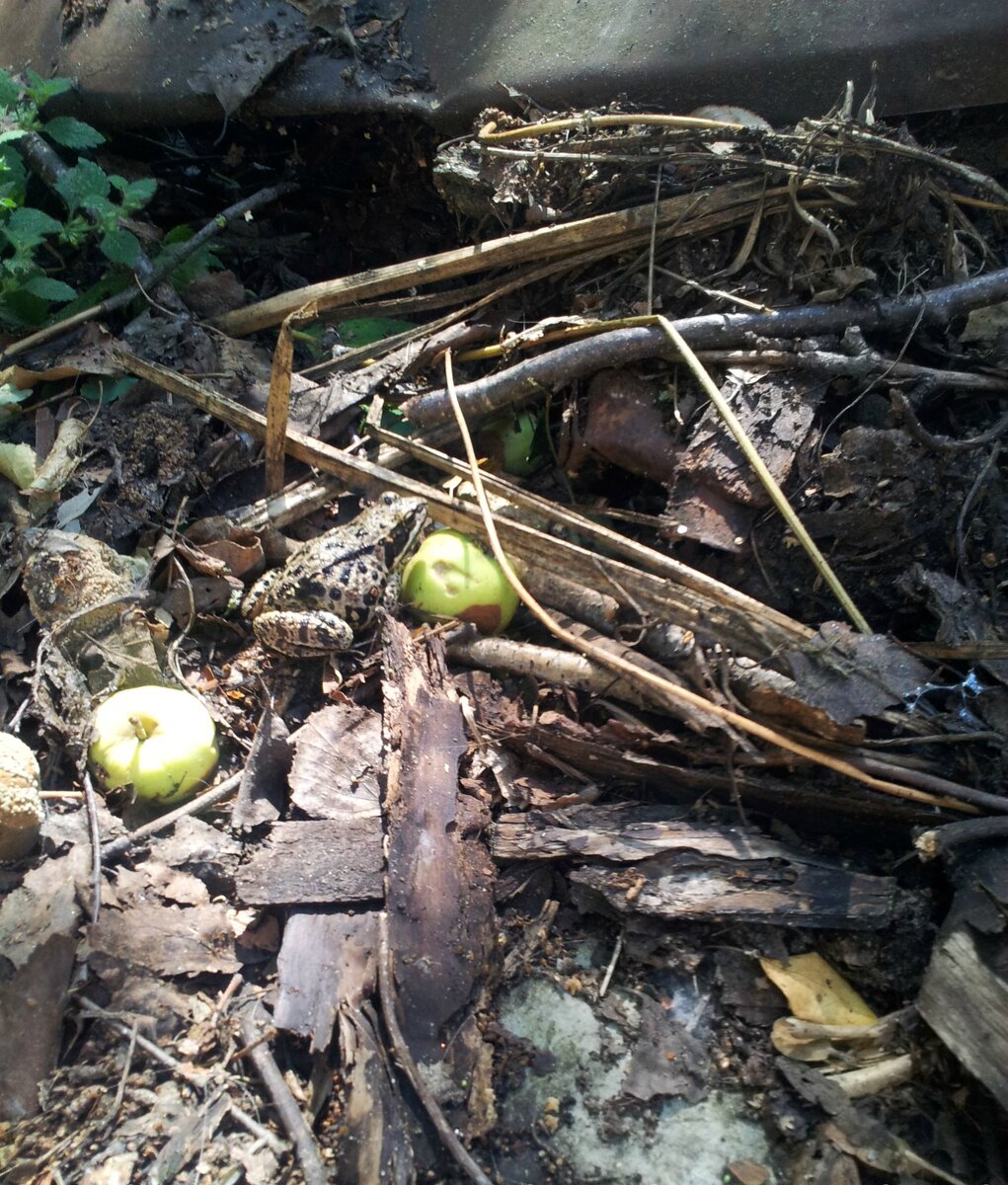А здесь жаба ловко прячется среди веток, деревяшек и другого мусора 