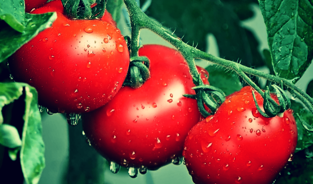 Как часто поливать помидоры в жару, чтобы урожайность была высокой, а плоды – вкусные и мясистые