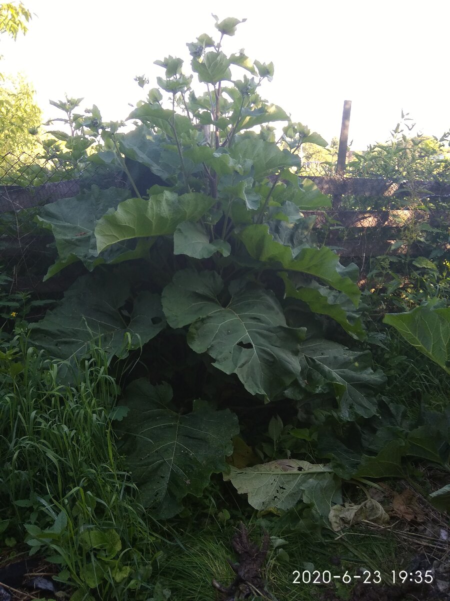 Растение достигает высоты 2 метров 