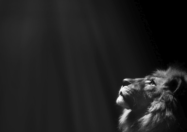 Сегодня хотелось бы поговорить о том, как следует анализировать матчи.