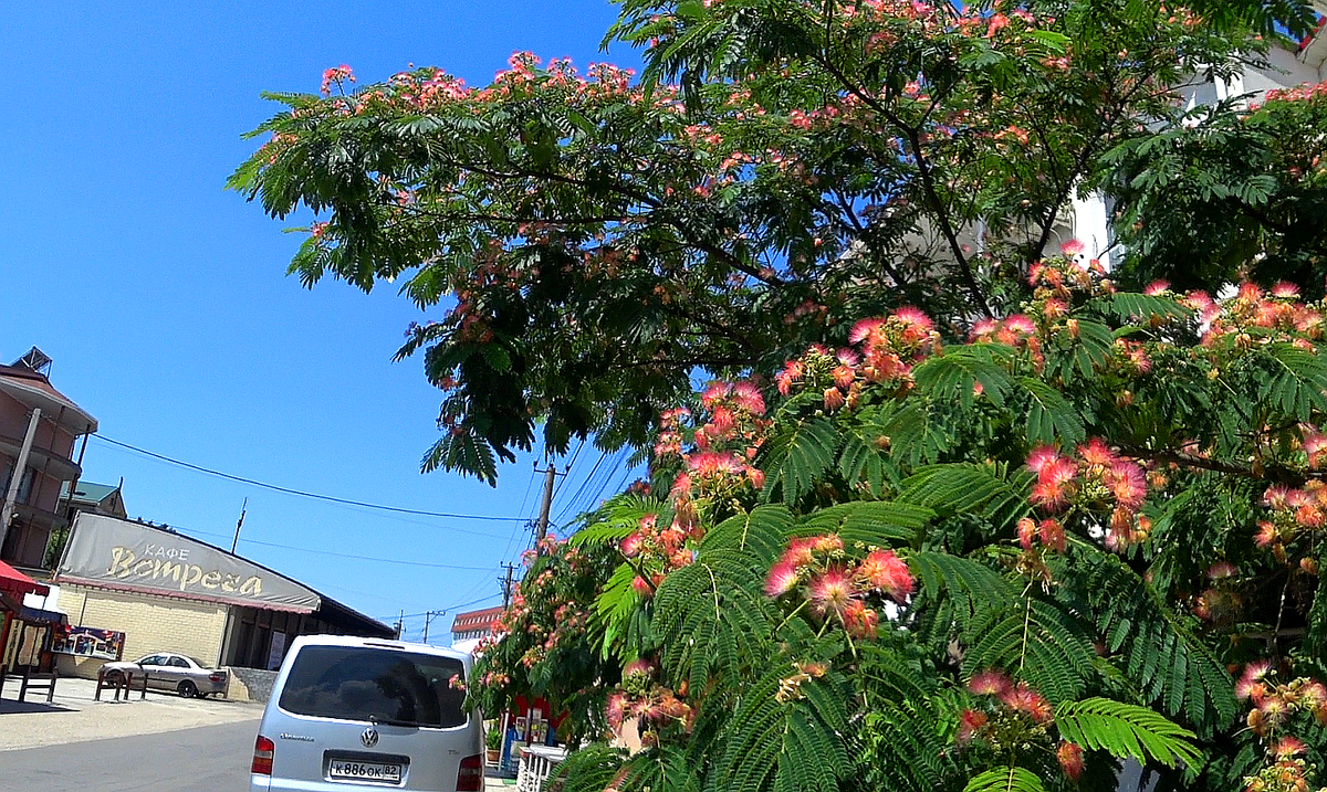 Линкоранская акация