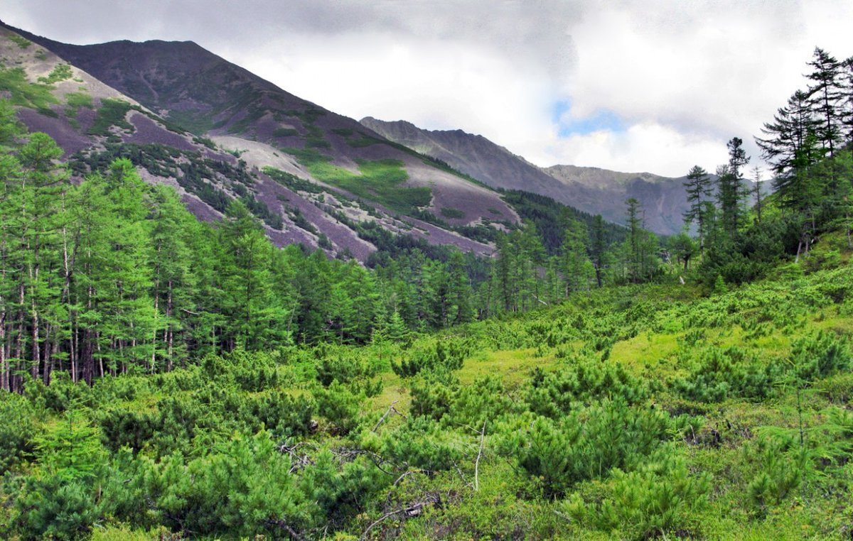 Хабаровский край фото. Природный парк Хосо Хабаровский край. Тайга Хабаровского края. Флора Хабаровского края. Природа Добровского края края.