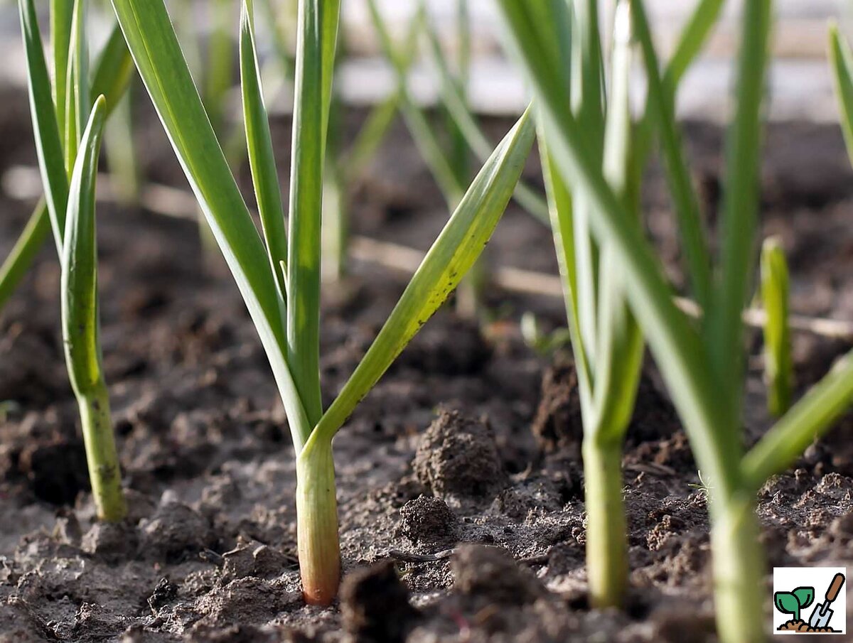  Как нарезать чеснок после сбора урожая, чтобы он хорошо сохранился до весны?