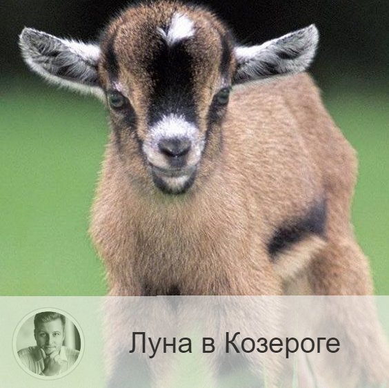 Подписывайтесь и ставьте 👍
Луна в знаке зодиака Козерог с 20:37 27-го по 03:37 30-ого. 👥 Луна в Козероге делает нас более серьезными, ответственными, сосредоточенными на деле, терпеливыми и выносливыми. Увеличивается концентрация внимания, что позволяет выполнять сложную умственную работу и ту, для которой в другое время не хватает терпения. Также в эти дни заметна сдержанность, формальность, холодность в проявлении чувств. Усиливается пессимизм и чувство одиночества.
✅ Подходит для умственной и научной работы. Период удачен для долгосрочных дел и проектов, строительства, так же для планирования расходов, решения организационных и производственных вопросов, для будничных и хозяйственных дел.
❌ Неблагоприятный период для начала большинства дел. Луна в Козероге затормаживает процессы и уменьшает возможные прибыли, поэтому это время считается неудачным для начала и проведения большинства дел, для торговой и предпринимательской деятельности.

—————
🗝 Заказать онлайн консультацию 👉 numeromagic.ru/uslugi