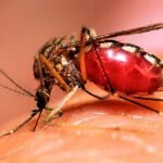 Причина, по которой уничтожение комаров является востребованной услугой, заключается в дискомфорте от укусов и опасности подхватить одно из заболеваний, переносимых этими насекомыми. Учитывая, что активность комаров зависит от погоды, в дождливые дни их особо много.