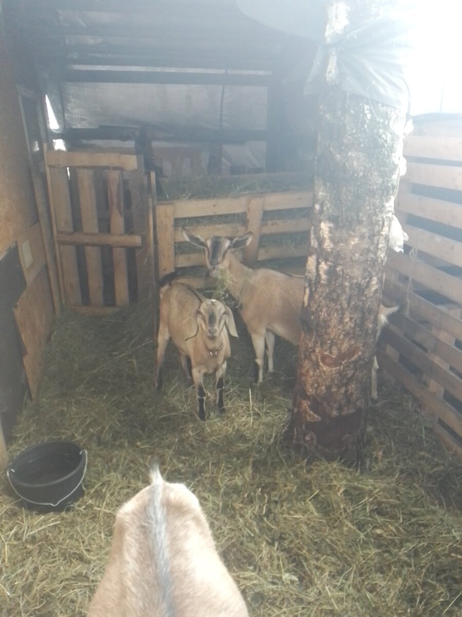 Это выгул для коз.