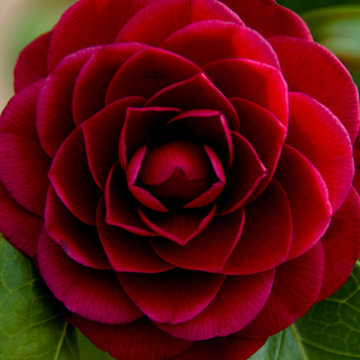 Примеры растений, обладающих идеальной геометрической формой цветка или побега.