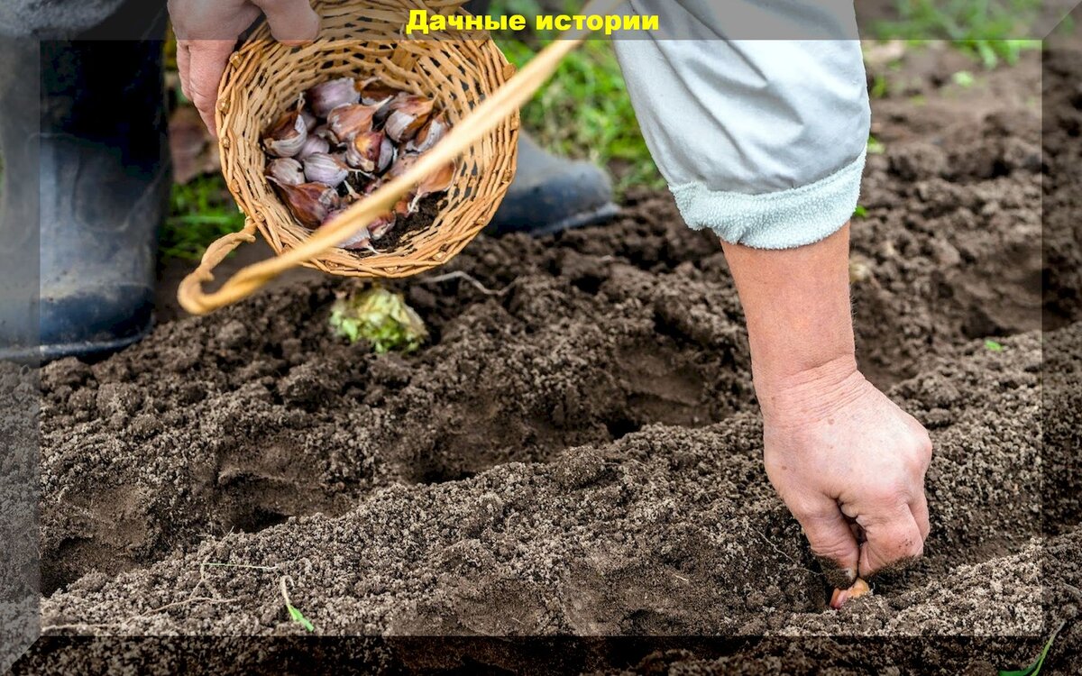 Когда поливать чеснок посаженный под зиму. Посадка чеснока под зиму мотоблоком. Подкормка зимнего чеснока весной. Если озимый чеснок посадить весной что получится. Способы посадки Виктории.