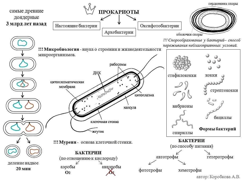 Бактерии эукариотические организмы. Строение бактерий ЕГЭ биология. Схема строения прокариотической клетки таблица. . Прокариоты, строение прокариотической клетки. Бактериальная клетка ЕГЭ биология.