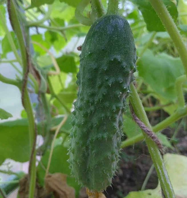 сибирская гирлянда огурцы гавриш. огурец корнишон сибирская гирлянда ф1. огурец корнишон сибирская гирлянда f1. огурец сибирская гирлянда f1 (уд). огурец гирлянда f1 описание отзывы.