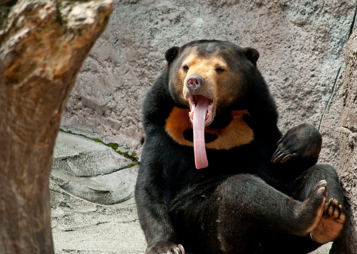 Биуранг - Малайзийский медведь, самый мелкий представитель среди медведей