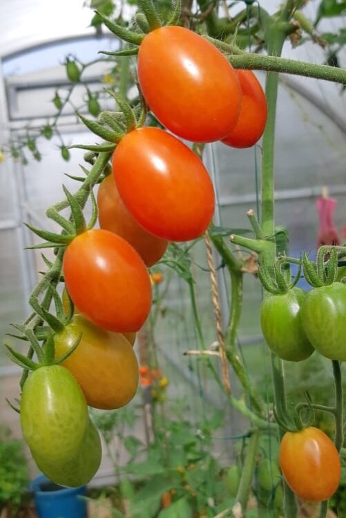 "Черри от Юрия F1". Фото автора. 