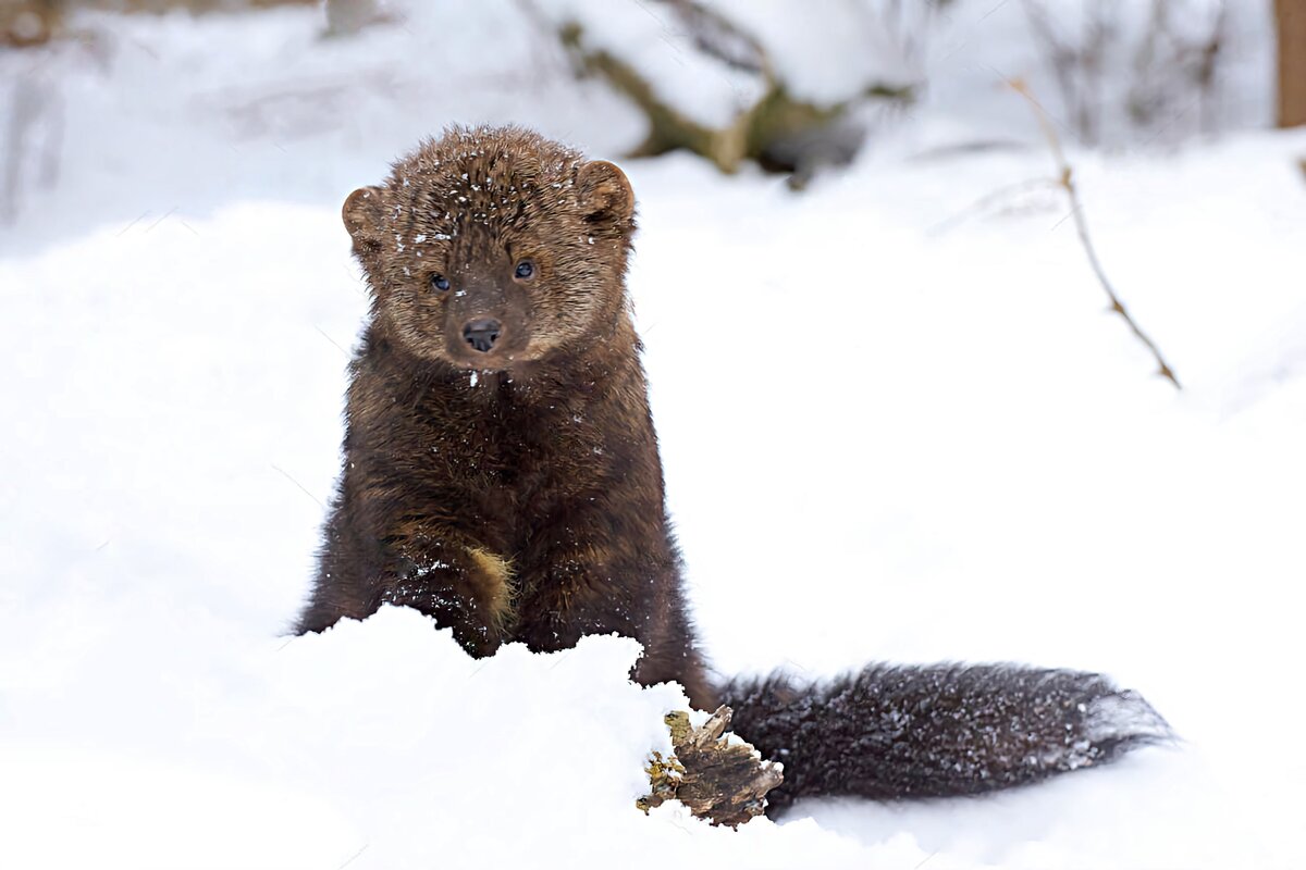 илька куница-рыболов. пекан куница. куница в гнезде. куница рыболов 5 букв. канадский соболь фишер.