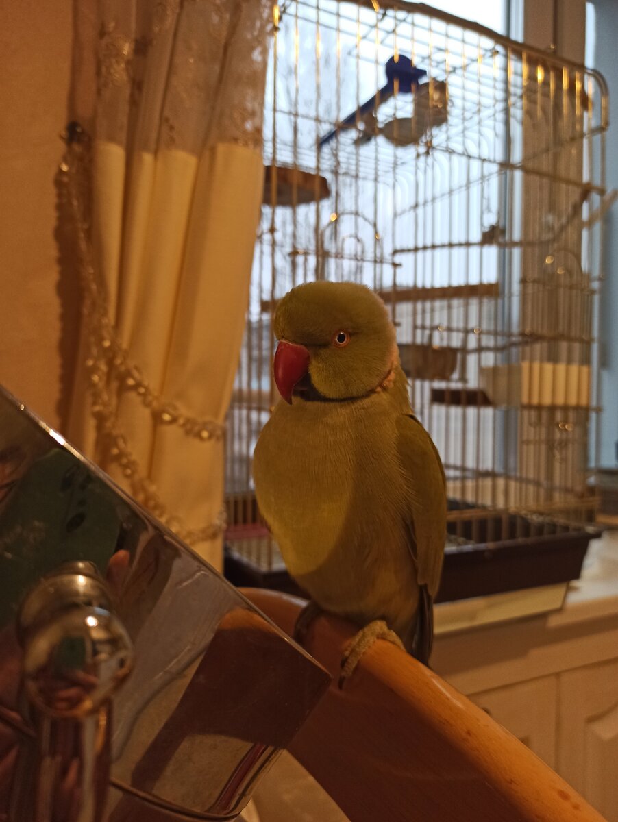 Гоша и его дом