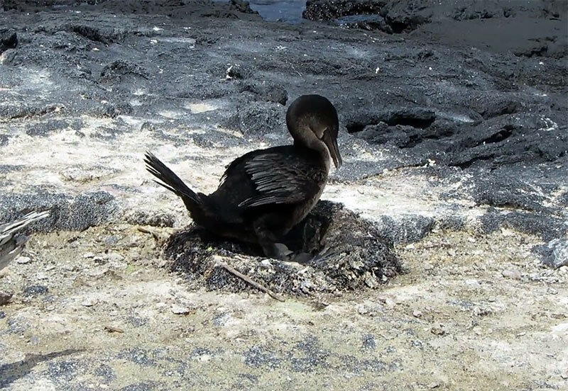 Самка баклана в гнезде