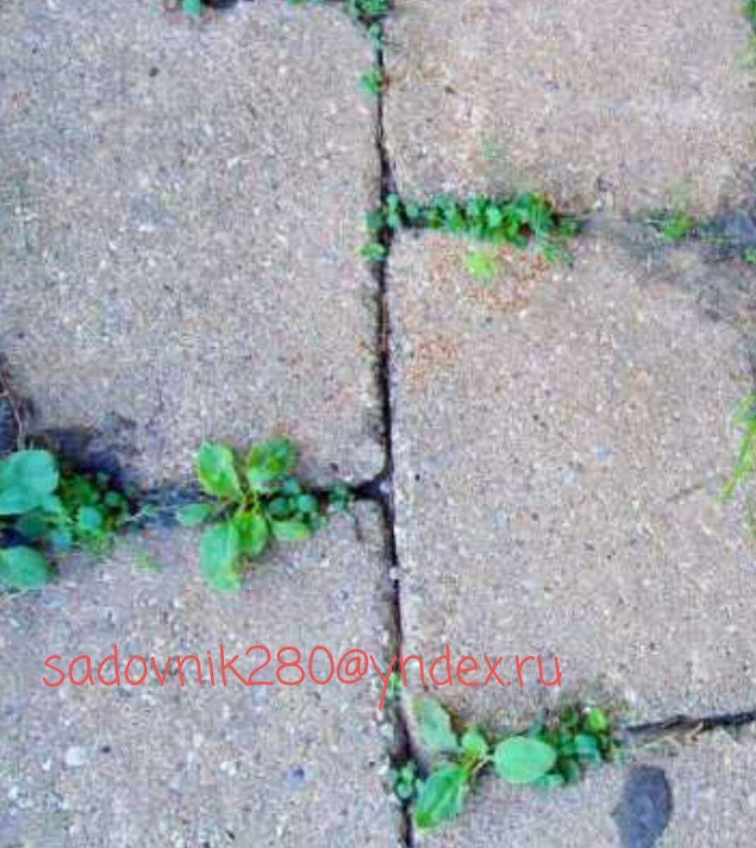 Мало того что это не эстетично так это еще чревато капитальным ремонтом  дорожки или площадки. 