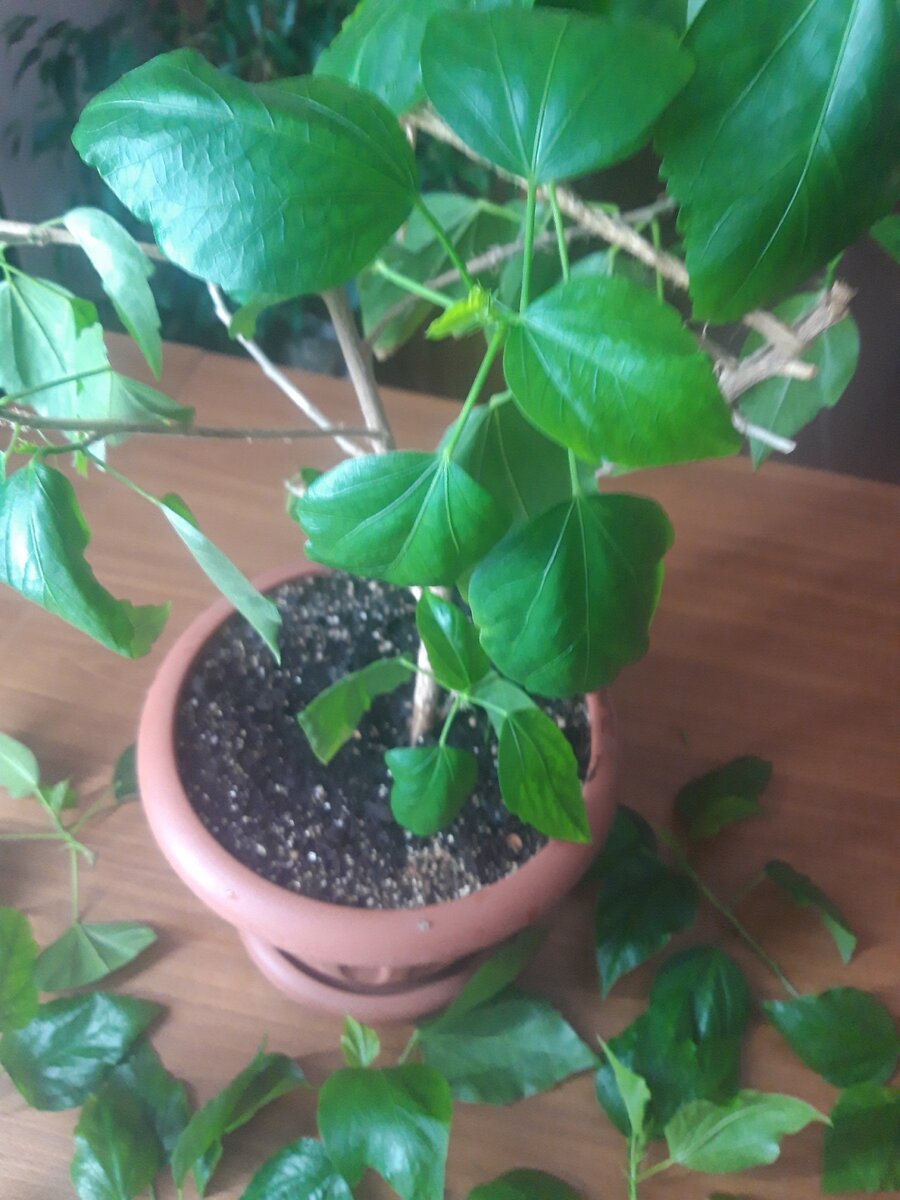    Сделала стрижку