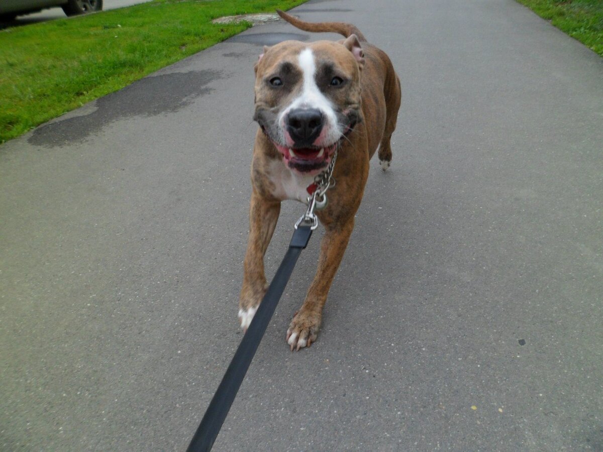 Красавица Пандора)